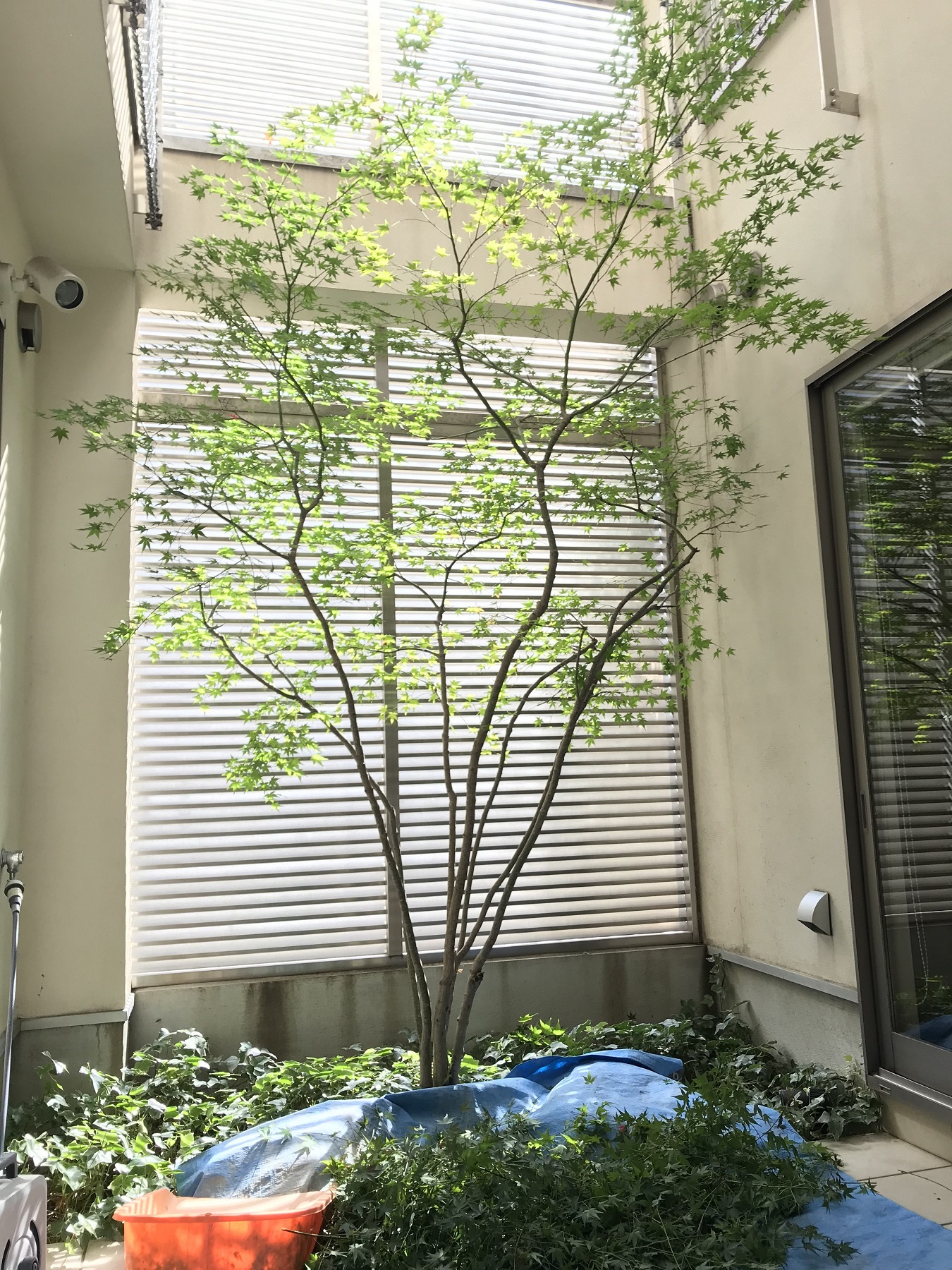 自然樹形 の イロハモミジ | STAFF BLOG｜株式会社美興プランニング