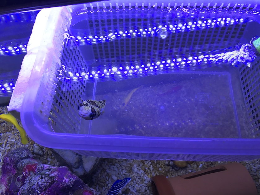 ハリセンボン 事務 所