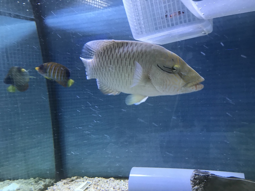 ナポ スタッフブログ一覧 観賞魚水槽 アクアリウムならオーシャンプロデュース 関西シェアno 1大阪