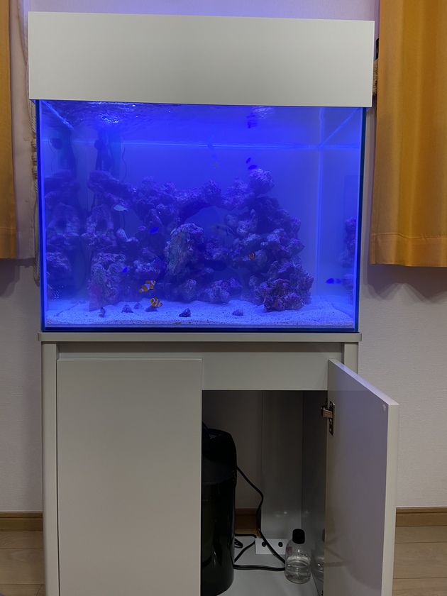 新規設置 スタッフブログ一覧 観賞魚水槽 アクアリウムならオーシャンプロデュース 関西シェアno 1大阪