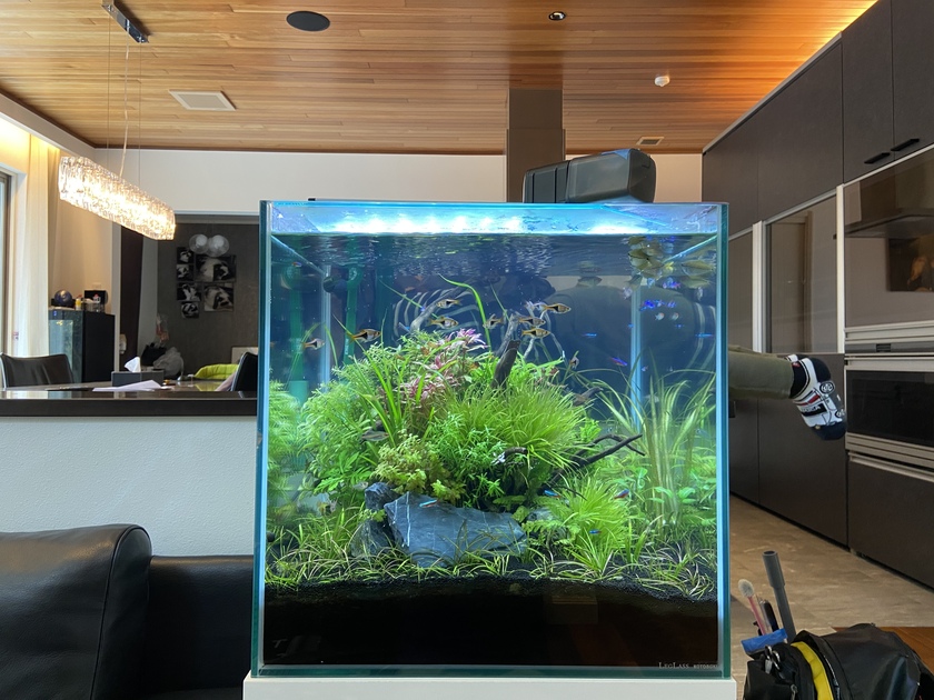 週末 安堵 スタッフブログ一覧 観賞魚水槽 アクアリウムならオーシャンプロデュース 関西シェアno 1大阪