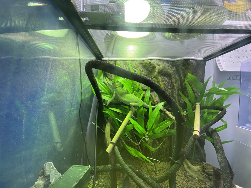 新年度 スタッフブログ一覧 観賞魚水槽 アクアリウムならオーシャンプロデュース 関西シェアno 1大阪