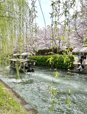 京都伏見坂本龍馬ゆかりの地　十石舟の桜