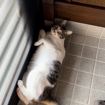 ふく🐈