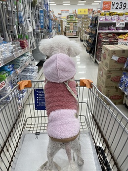 お買い物🛒