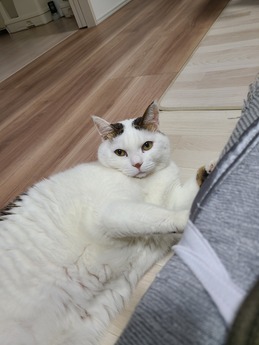 かぶちゃん