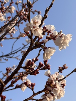 桜🌸