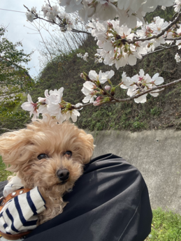 お花見