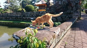 バリ島の猫