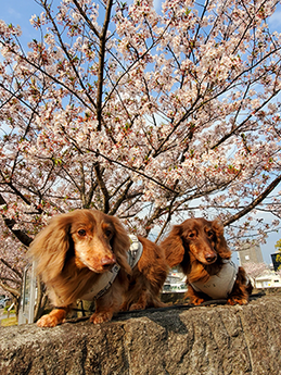 お散歩中コースに綺麗な桜の木🌸がありました。