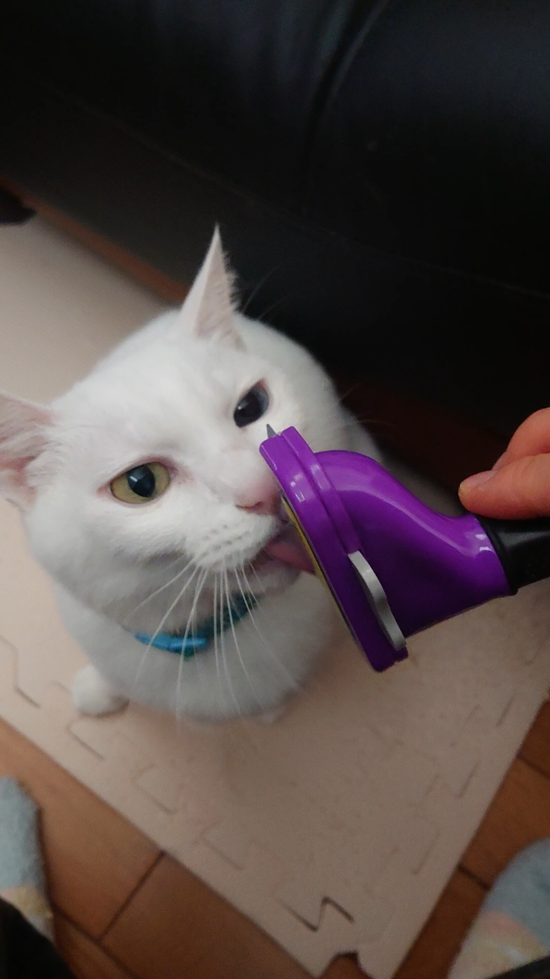 ブラッシング さわもと犬猫病院