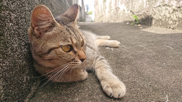 お寺の猫 さわもと犬猫病院