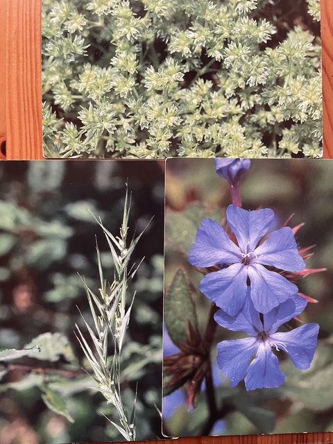 迷って決められないときに役立つフラワーエッセンス