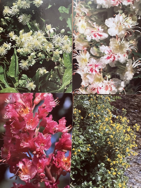 先のことを心配してしまうときに ― 心をそっと整えるフラワーエッセンス ―