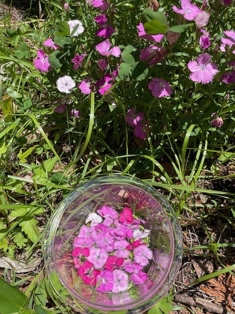 撫子(ナデシコ)の花が導いた、心癒すフラワーエッセンス