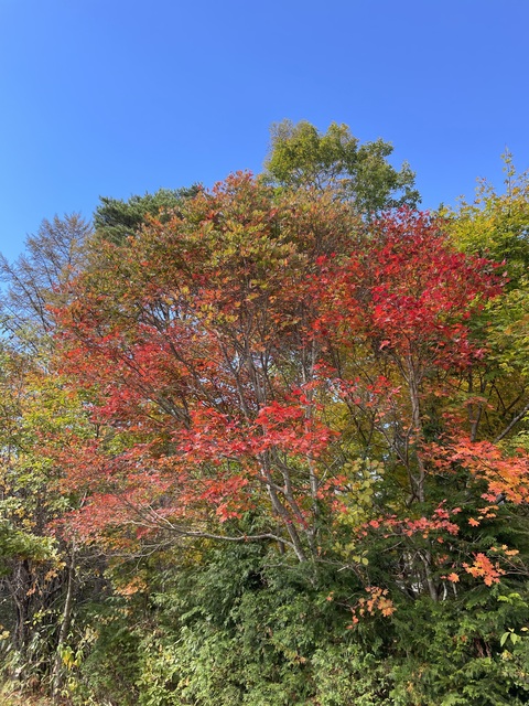 11月の予定&テーマ